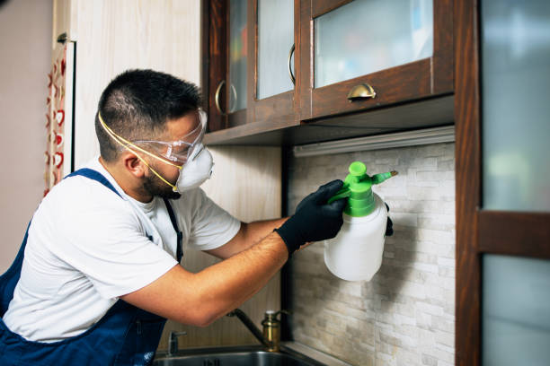 Best Rat Extermination Near Me  in Squirrel Mountain Valley, CA