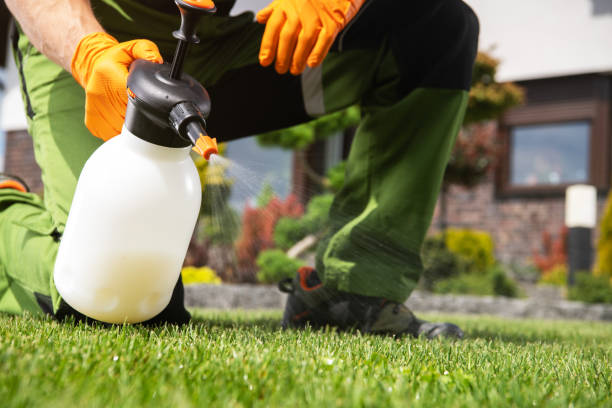 Flea Control Services in Squirrel Mountain Valley, CA